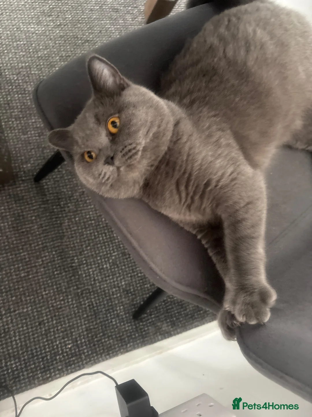 British Shorthair cats for sale: Registered GCF Active  in London - Advert 1