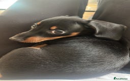 Miniature Dachshund dogs for sale: Adorable Dachshund Puppies for Sale! - Image 3