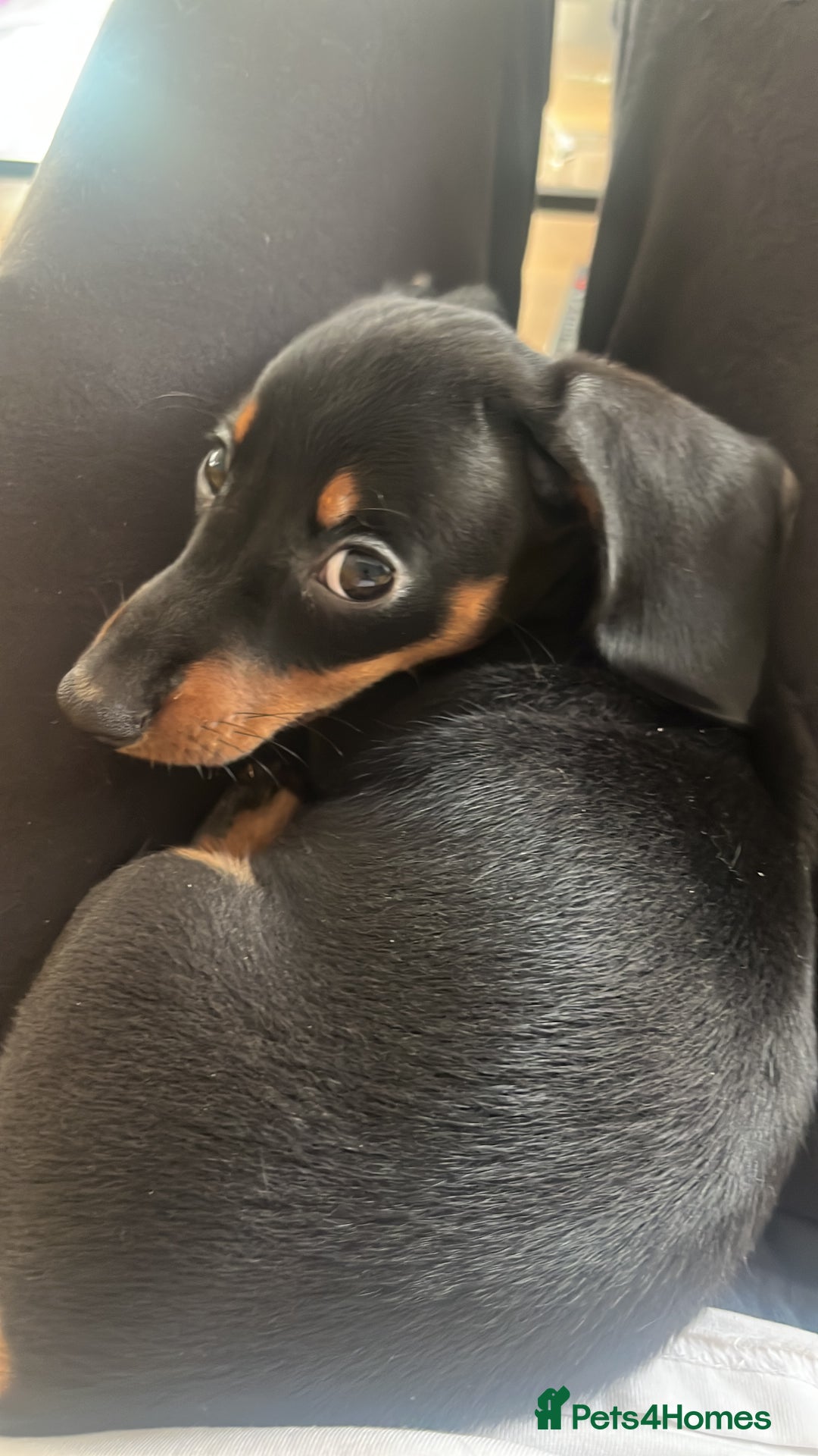 Miniature Dachshund dogs for sale: Adorable Dachshund Puppies for Sale! - Image 3