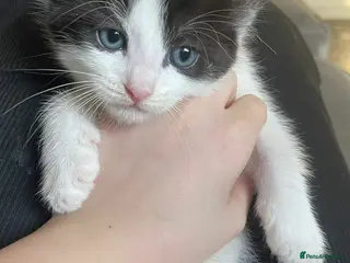 Ragdoll cats 1 girl ragdoll x kittens left - Advert 18