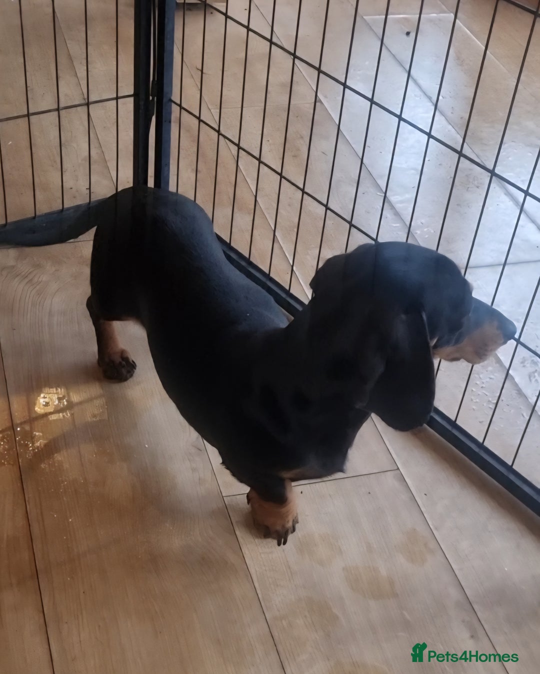 Dachshund dogs for sale: Removing our beautiful little girl  - Advert 3