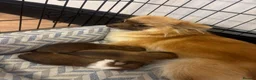 Chihuahua dogs for sale: Beautiful Long-Coated Chihuahua Puppies in Coventry - Advert 1