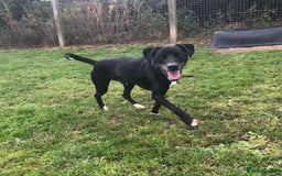 Mixed Breed dogs for adoption: Milo, lab cross in need of new loving home - Image 4