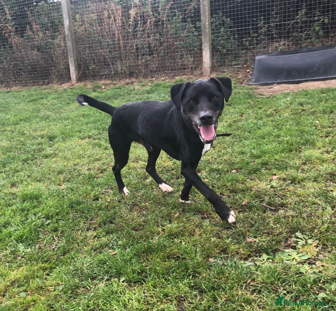 Mixed Breed dogs for adoption: Milo, lab cross in need of new loving home - Image 4