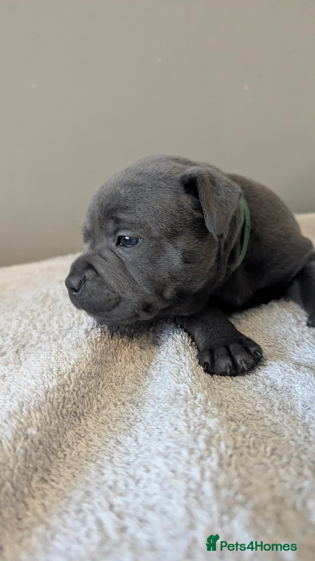 Staffordshire Bull Terrier dogs for sale: Beautiful KC reg Staffordshire bull terriers - Advert 31