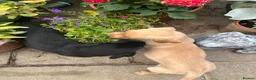 Labrador Retriever dogs for sale: Colourful and Cheerful Labrador Puppies  - Advert 3