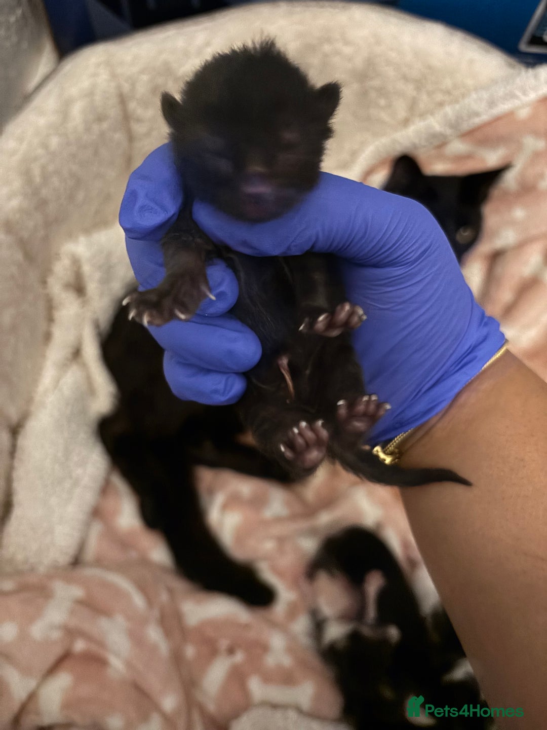 Domestic Shorthair cats for sale: Beautiful Newborn Ready for Homes in 8 Weeks 🐾 - Image 8