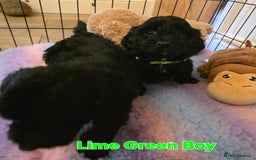 Cockapoo dogs for sale: Gorgeous Cockerpoo Puppies  - Image 8
