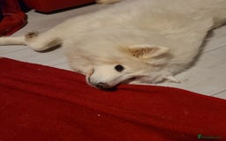 Samoyed dogs for sale: 🐾 Exceptional Pedigree Samoyed Puppies  🐾 - Image 7