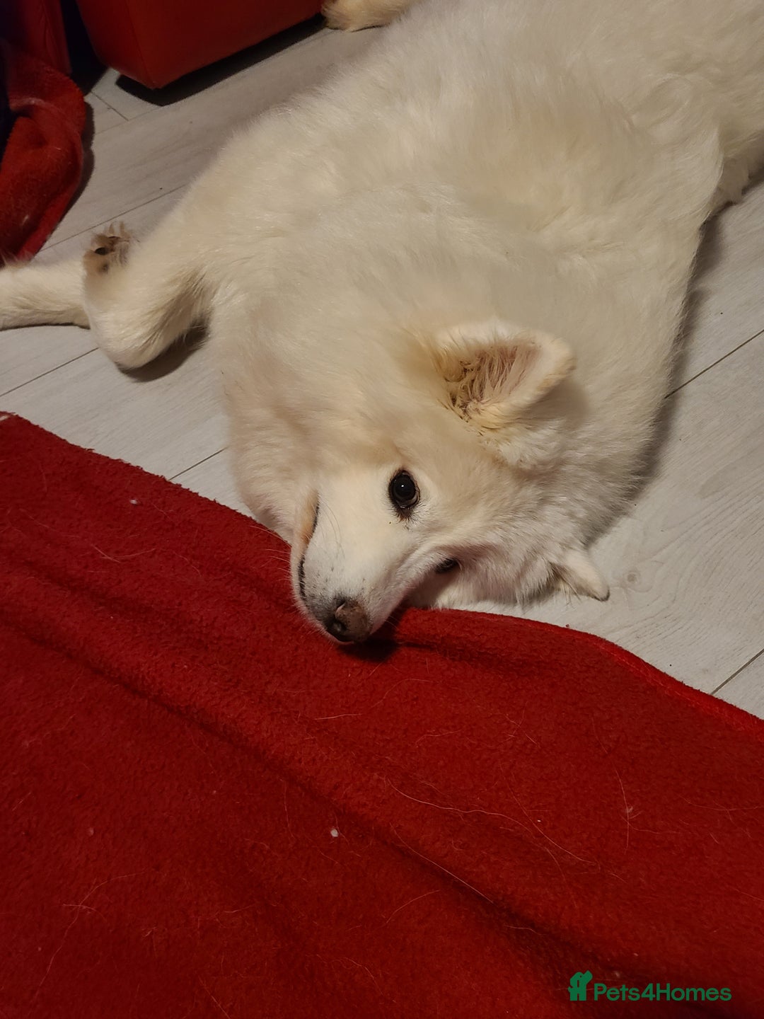 Samoyed dogs for sale: 🐾 Exceptional Pedigree Samoyed Puppies  🐾 - Image 7