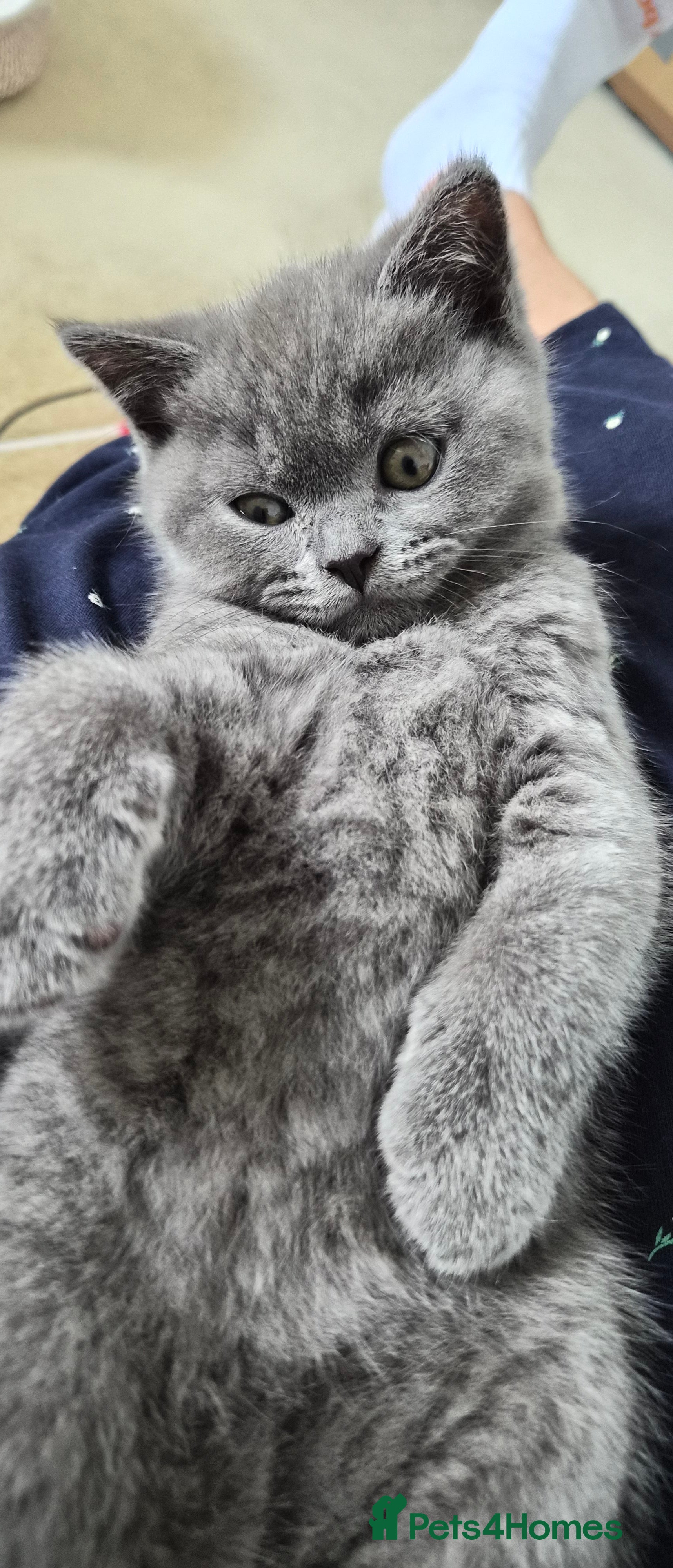 British Shorthair cats GCCF registered BSH kittens for adoption - Advert 2