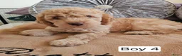 Cavapoo dogs for sale: Outstanding Cavapoo Puppies  - Advert 6