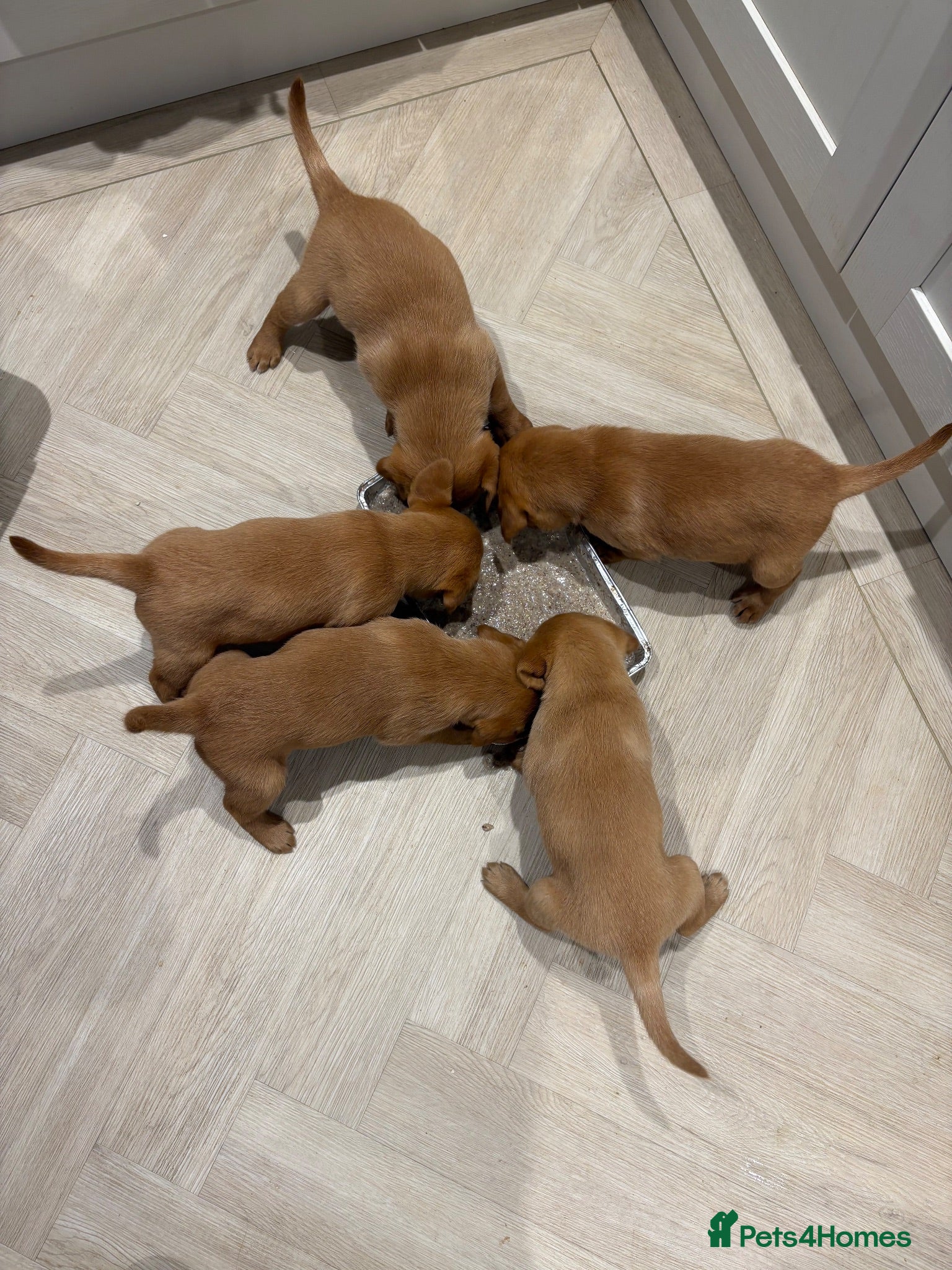 Labrador Retriever dogs Labrador puppies - Advert 2
