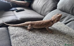 Bearded Dragon reptiles for sale: Bearded dragon with full set up  - Image 11
