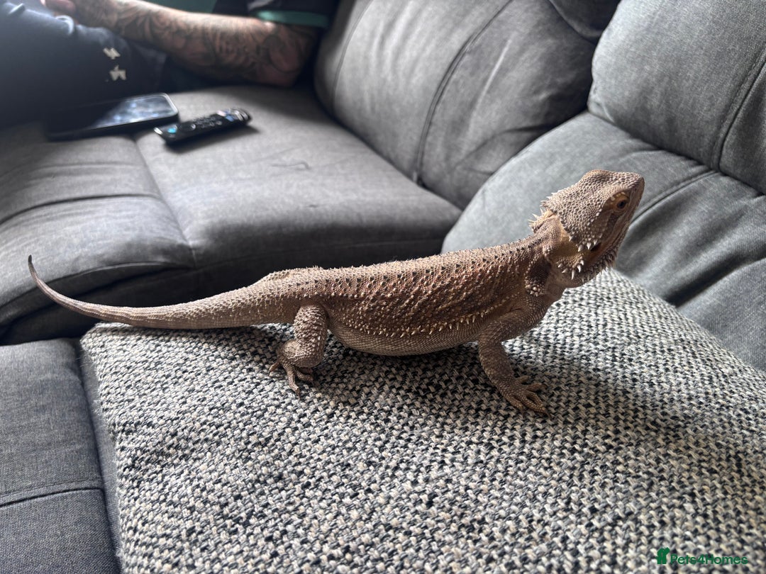 Bearded Dragon reptiles for sale: Bearded dragon with full set up  - Image 11