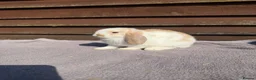 Mini Lop rabbits for sale: Baby mini lops  - Advert 8