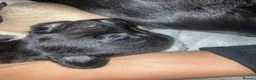 Whippet dogs for sale: Beautiful whippets in Nottingham - Advert 9