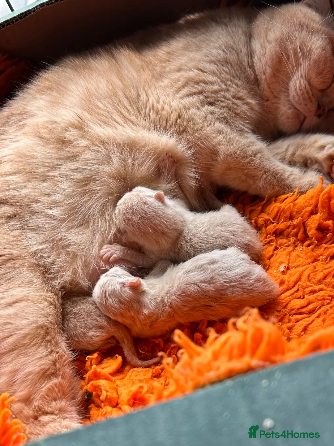 British Shorthair cats for sale: Gorgeous British shorthair kittens - Advert 2