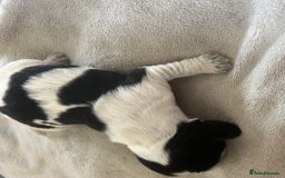 Cocker Spaniel dogs for sale: Blue roan cocker spaniels  - Image 9