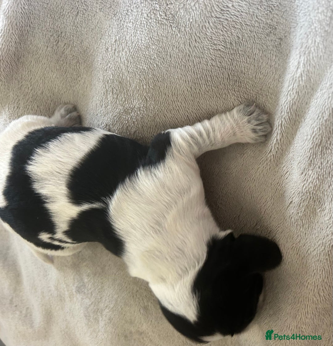 Cocker Spaniel dogs for sale: Blue roan cocker spaniels  - Image 9