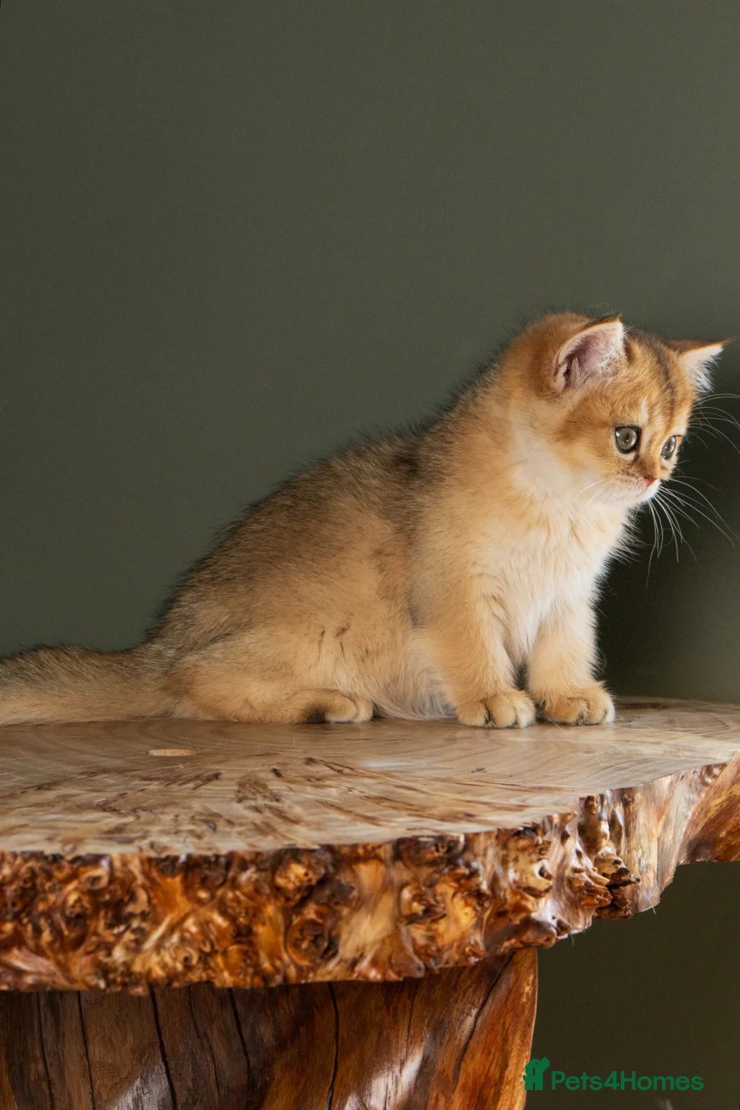 British Shorthair cats for sale: Stunning BSH Black Golden Shaded Kittens  - Advert 1