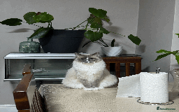 Ragdoll cats for sale: Pure Ped Ragdoll Kitten – Mum GCCF – Ready Aug 11 - Image 6