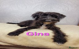 Australian Labradoodle dogs for sale: Australian Labradoodle × Fox Terrier Puppies - Image 9