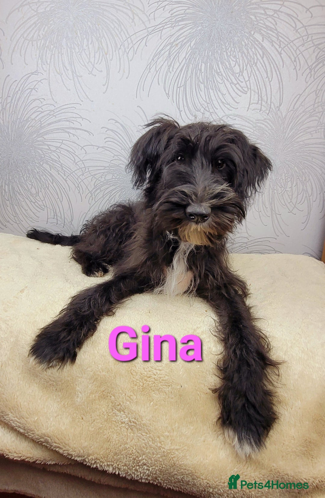 Australian Labradoodle dogs for sale: Australian Labradoodle × Fox Terrier Puppies - Image 9