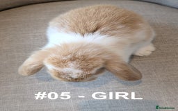 Mini Lop rabbits for sale: Exceptional Mini-Lops. Collect from: 13th October - Image 4