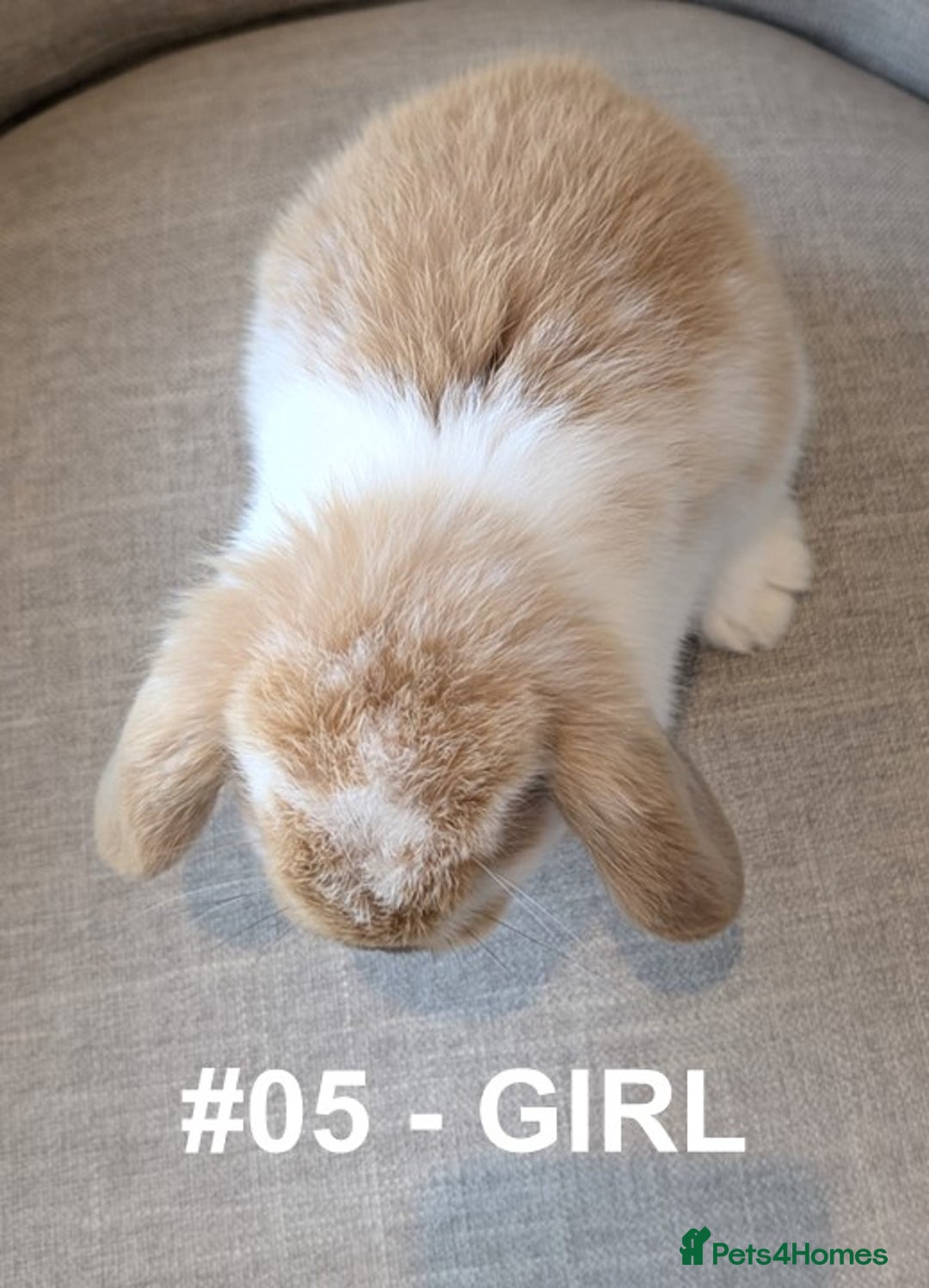 Mini Lop rabbits for sale: Exceptional Mini-Lops. Collect from: 13th October - Image 4