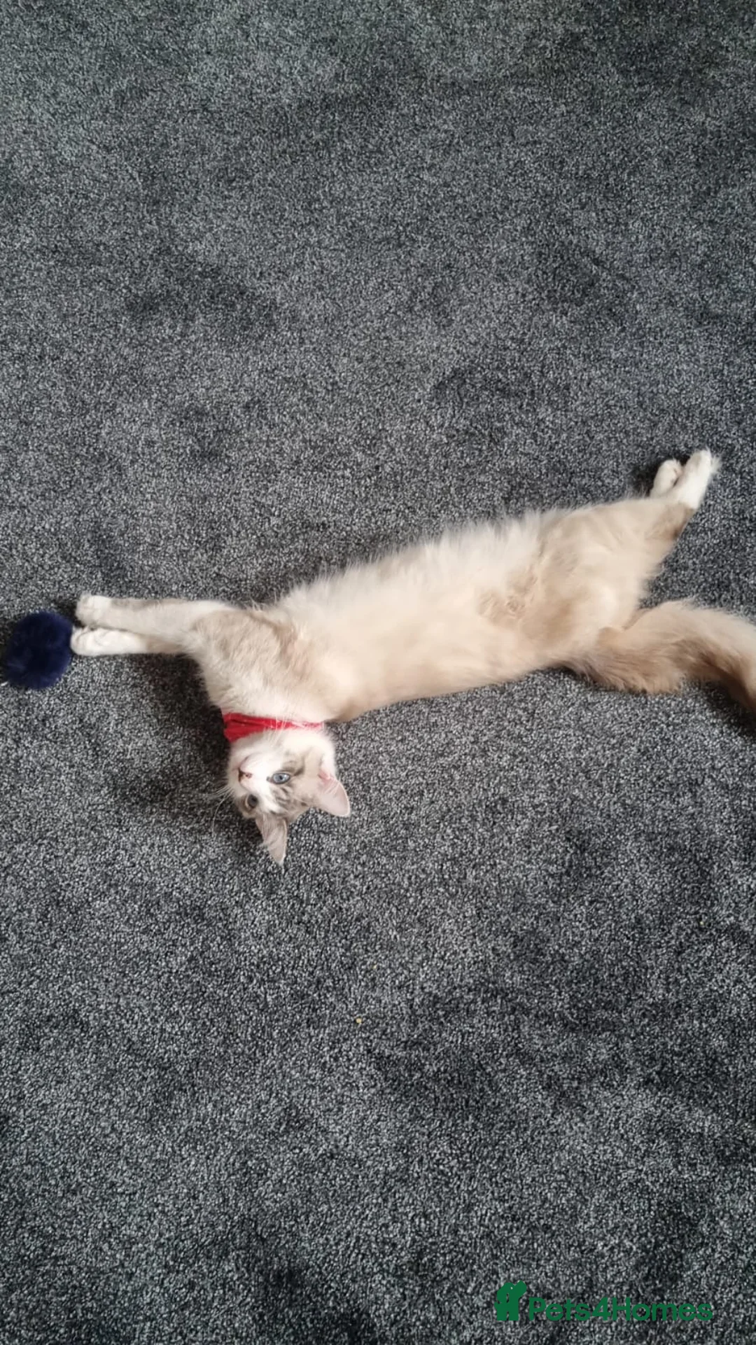 Turkish Angora cats for sale: Lovely Turkish angora male cat - Advert 3