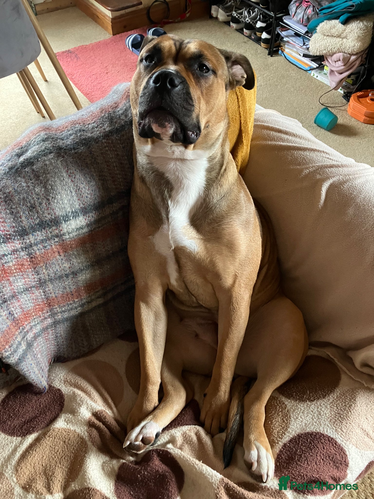 Staffordshire Bull Terrier dogs 2 year old Staffordshire Bull Terrier Cross - Advert 3