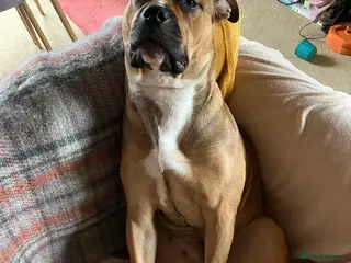 Staffordshire Bull Terrier dogs 2 year old Staffordshire Bull Terrier Cross - Advert 3