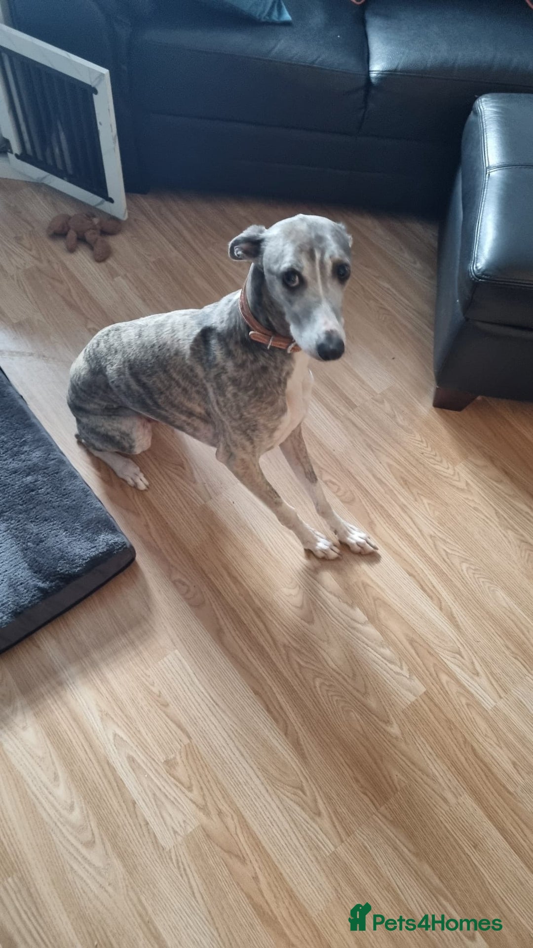 Mixed Breed dogs for sale: Whippet x - Advert 2