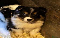 Border Collie dogs for sale: Beautiful Border Collie Pups - Image 11