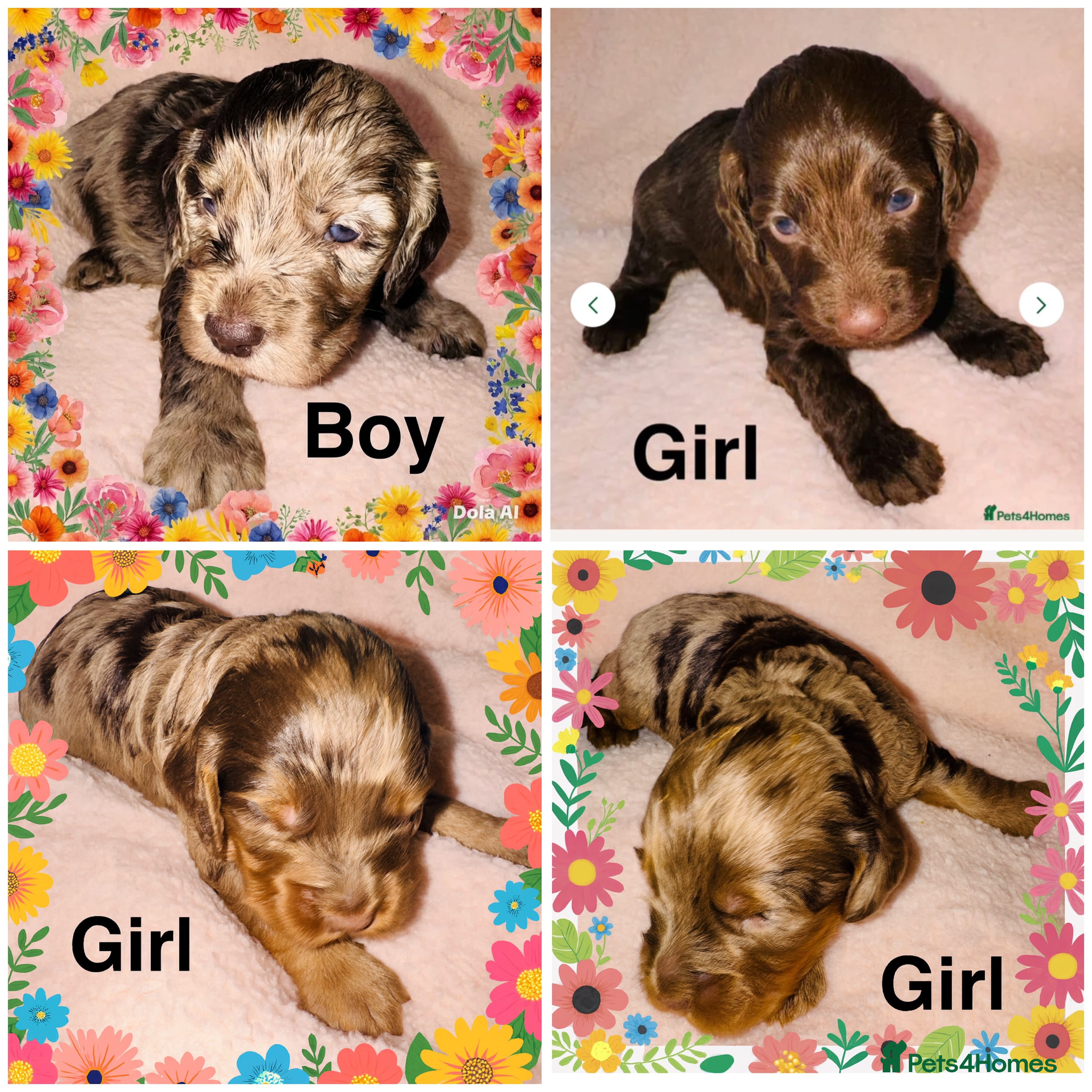 Cockapoo dogs ❤️DNA Tested F1 Rare Merle Cockapoos,Ready 4th Feb - Advert 5