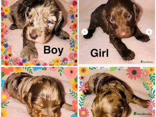 Cockapoo dogs ❤️DNA Tested F1 Rare Merle Cockapoos,Ready 4th Feb - Advert 3