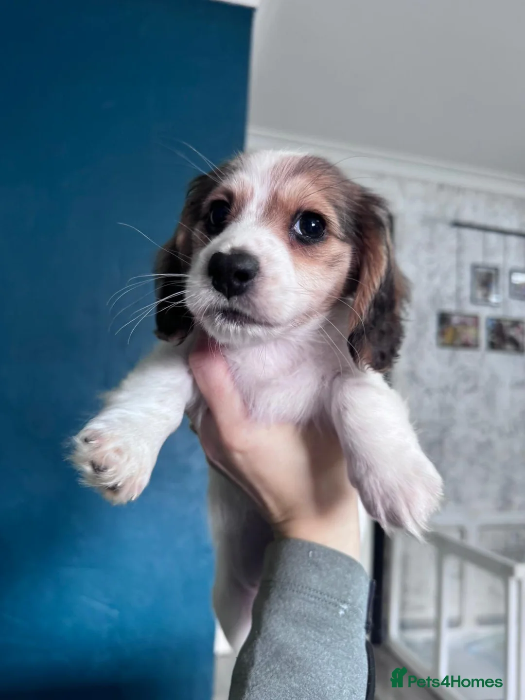 Miniature Dachshund dogs for sale: Beautiful piebald long-haired Miniature Dachshund  in Plymouth - Advert 2