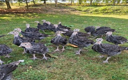 Turkeys poultry for sale: Bronze double breasted turkey poults  - Image 1