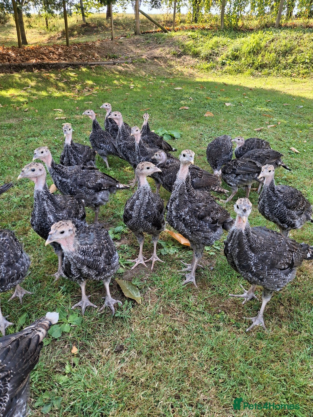Turkeys poultry for sale: Bronze double breasted turkey poults  - Image 1