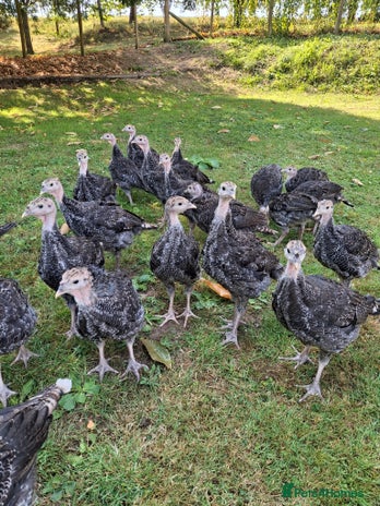 Turkeys poultry - Advert 1