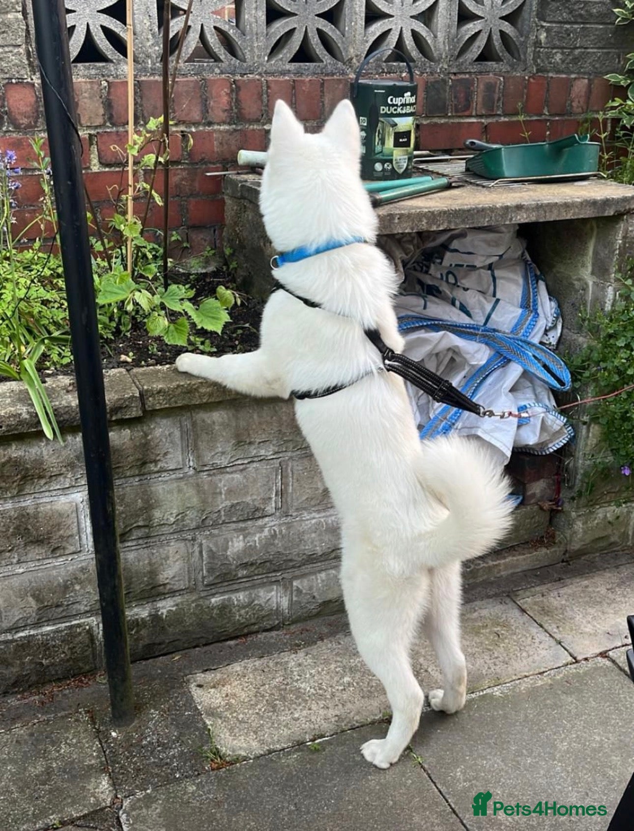 Akita dogs for sale: American Akita  in Rochdale - Advert 5