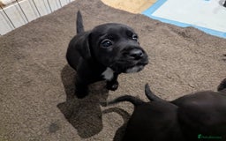 Mixed Breed dogs for sale: Stunning Puppies Ready to go 10 November - Image 15