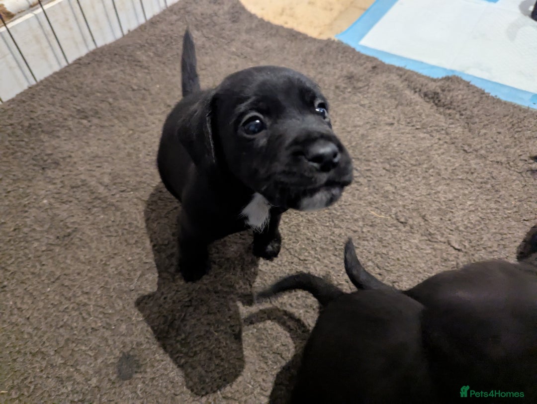 Mixed Breed dogs for sale: Stunning Puppies Ready to go 10 November - Image 15