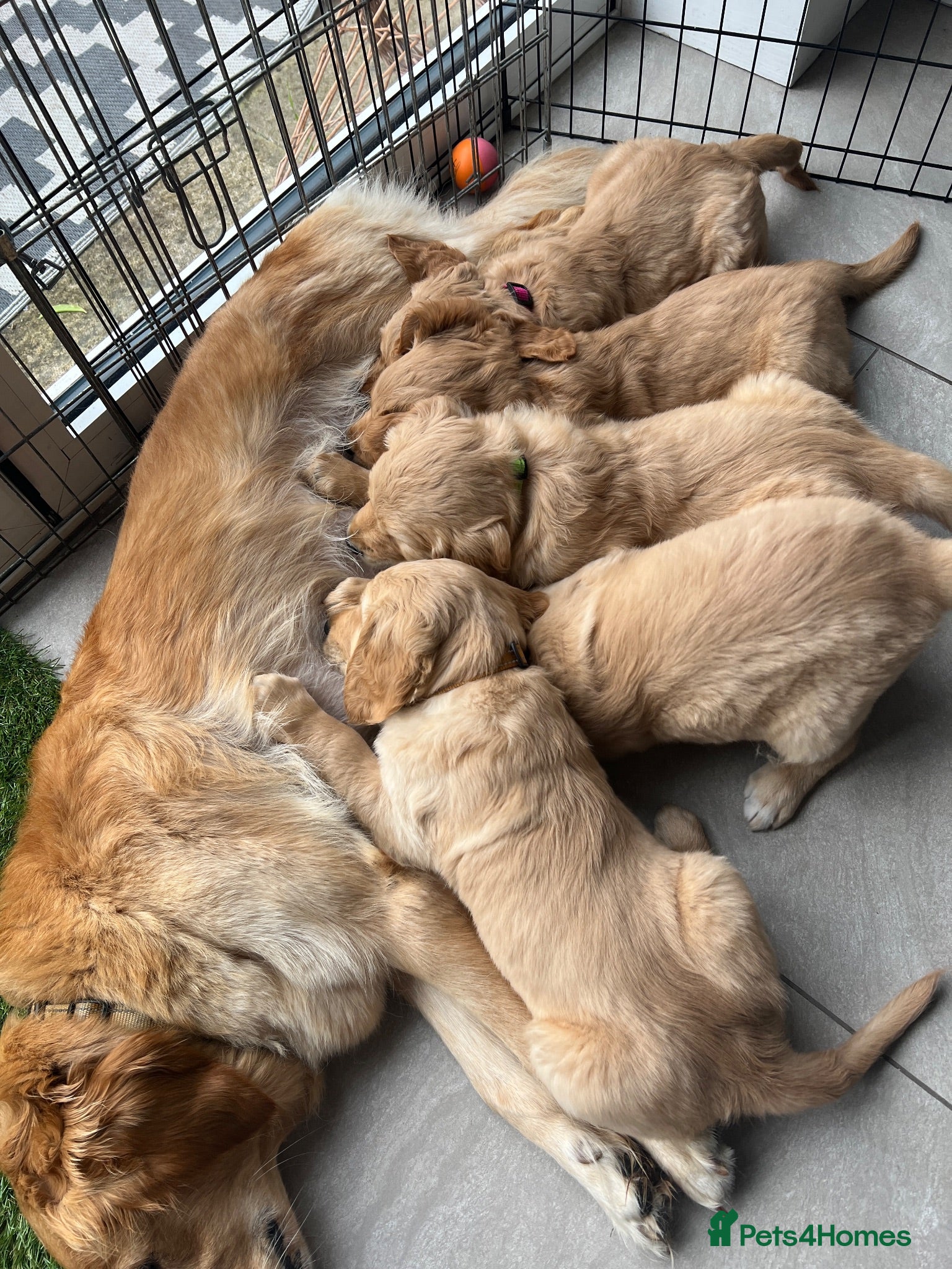 Golden Retriever dogs KC Reg Golden Retriever pups-ready to go next week - Advert 15