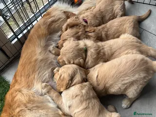 Golden Retriever dogs KC Reg Golden Retriever pups-ready to go next week - Advert 15