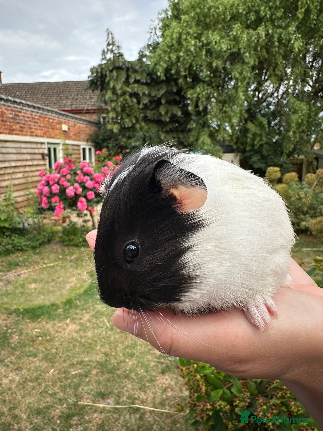 Guinea Pig rodents for sale: Two boy guinea pigs  - Image 5