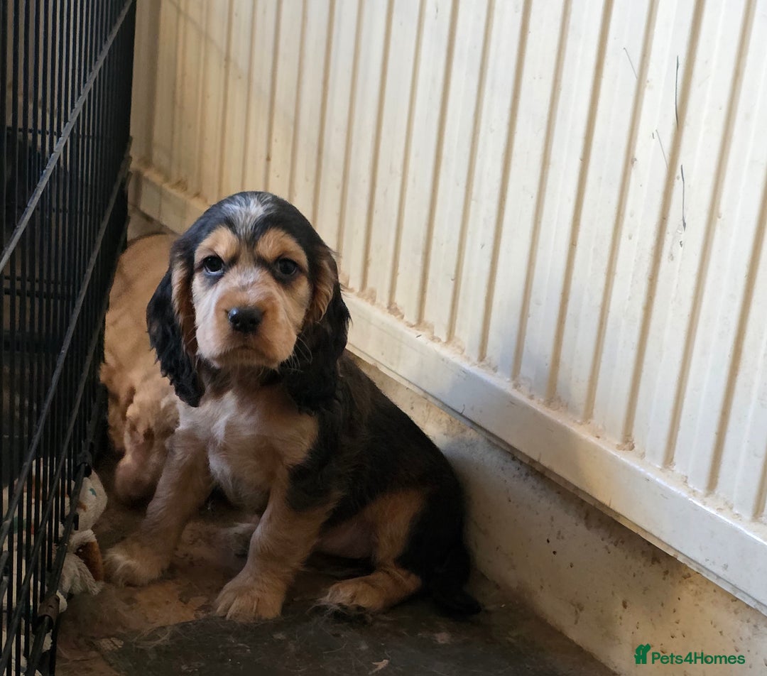 Cocker Spaniel dogs for stud: Stunning  Cocker Spaniel for stud in Northwood - Advert 25