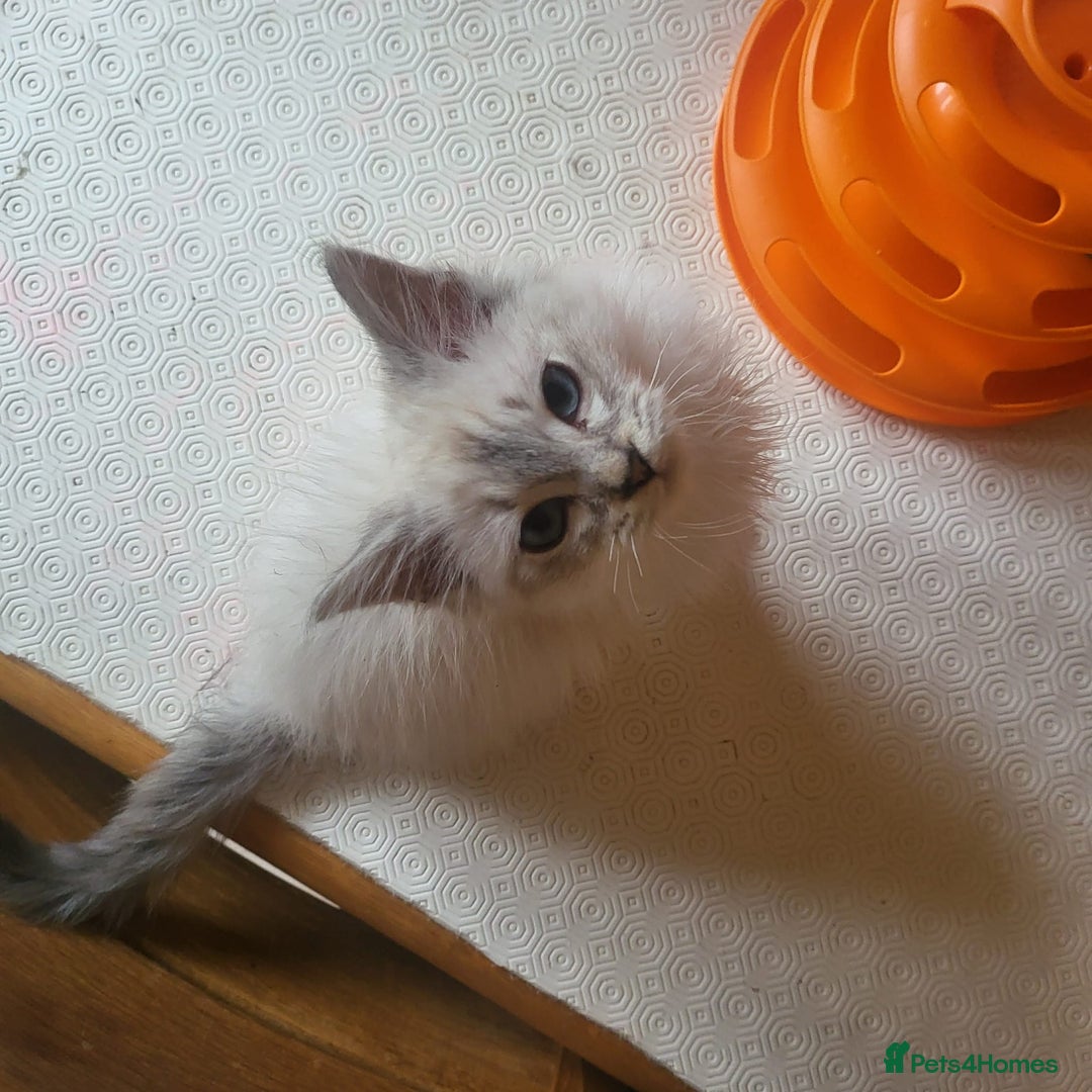 Ragdoll cats for sale:  ragdoll - Image 11