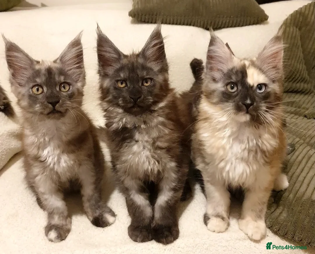 Maine Coon cats for sale: Maine coon girl 💛💙 - Advert 6
